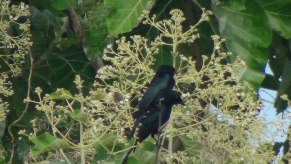 Black Drongo - ML624032072