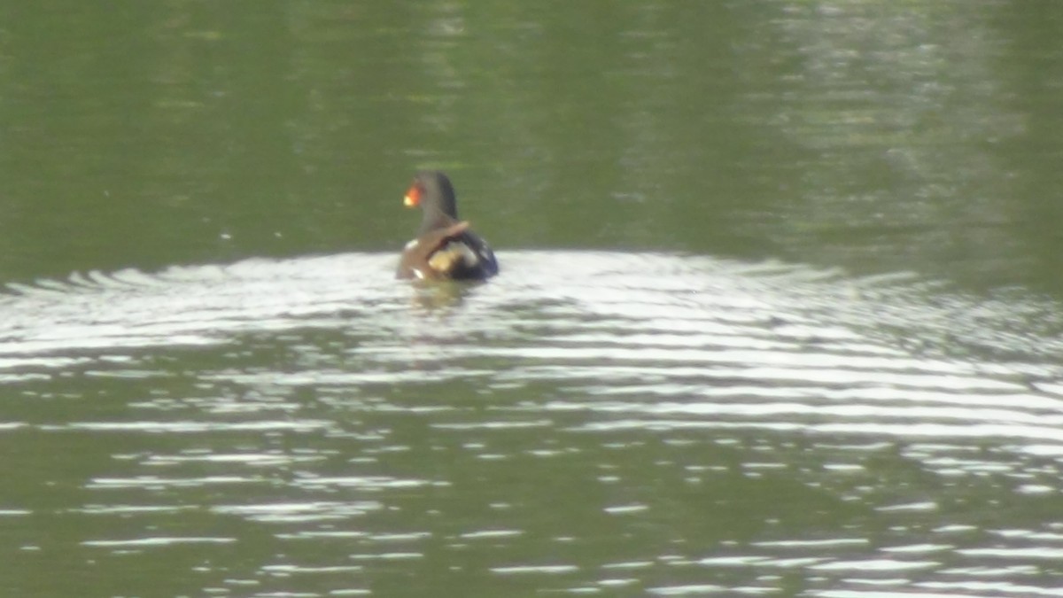 Eurasian Moorhen - ML624032108