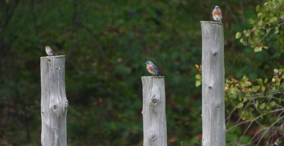 Eastern Bluebird - ML624032135