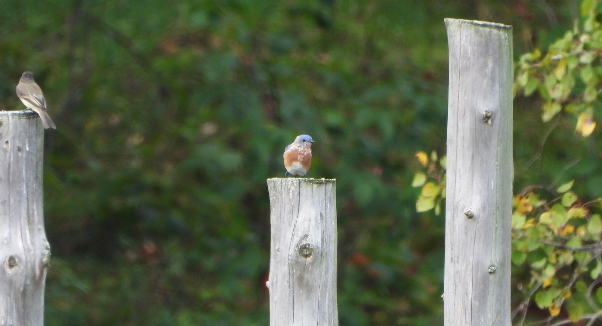 Eastern Bluebird - ML624032137