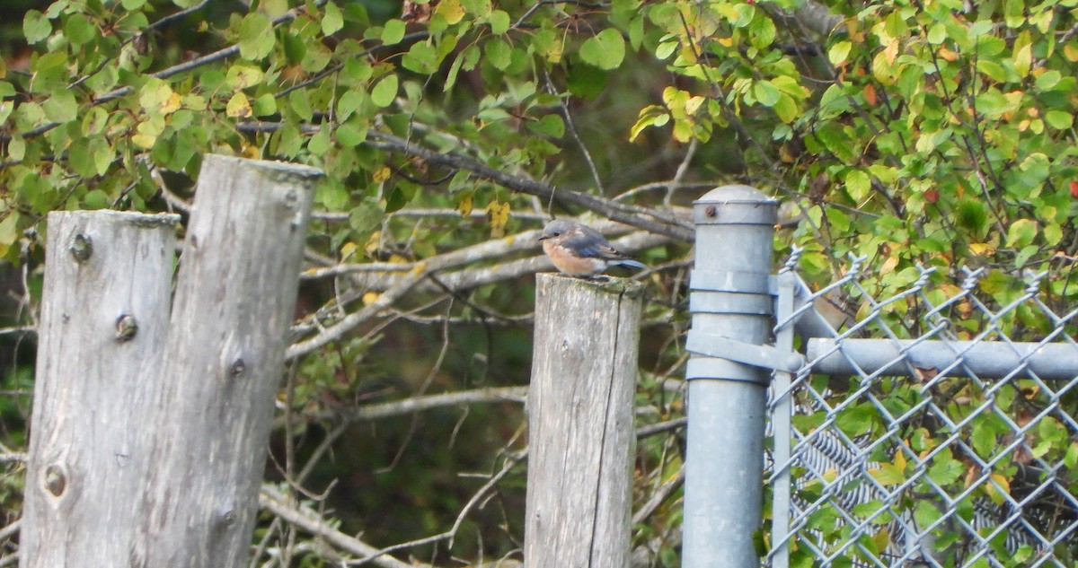 Eastern Bluebird - ML624032138