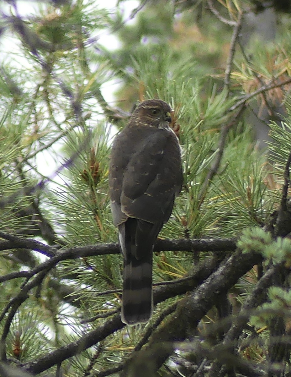 Sharp-shinned Hawk - ML624032146