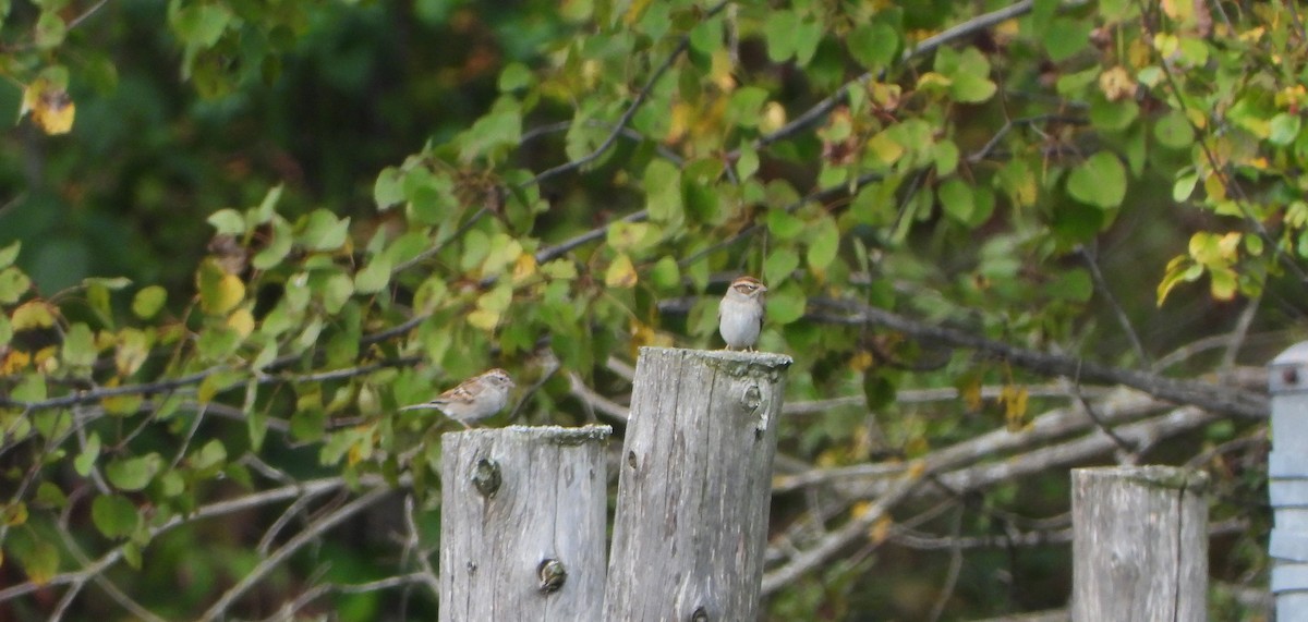 Chipping Sparrow - ML624032147