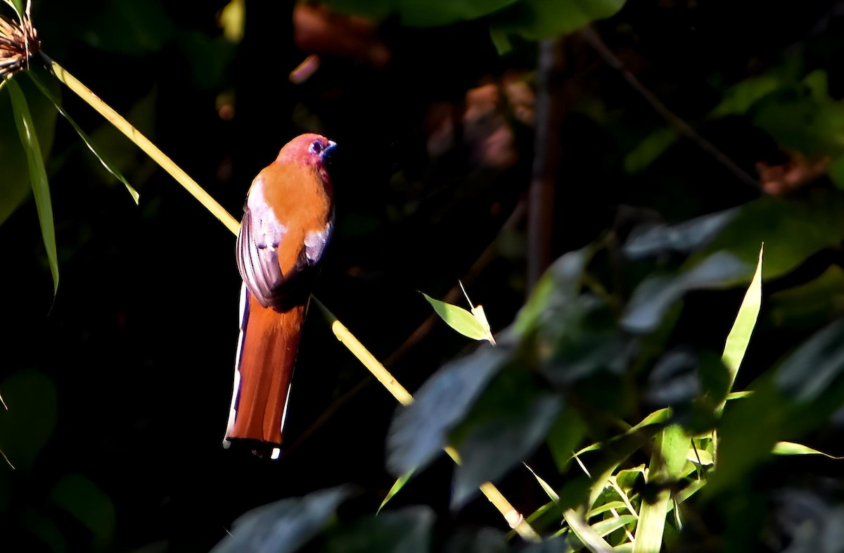 Red-headed Trogon - ML624032184