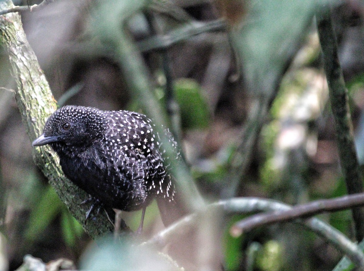 Large-tailed Antshrike - ML624032222