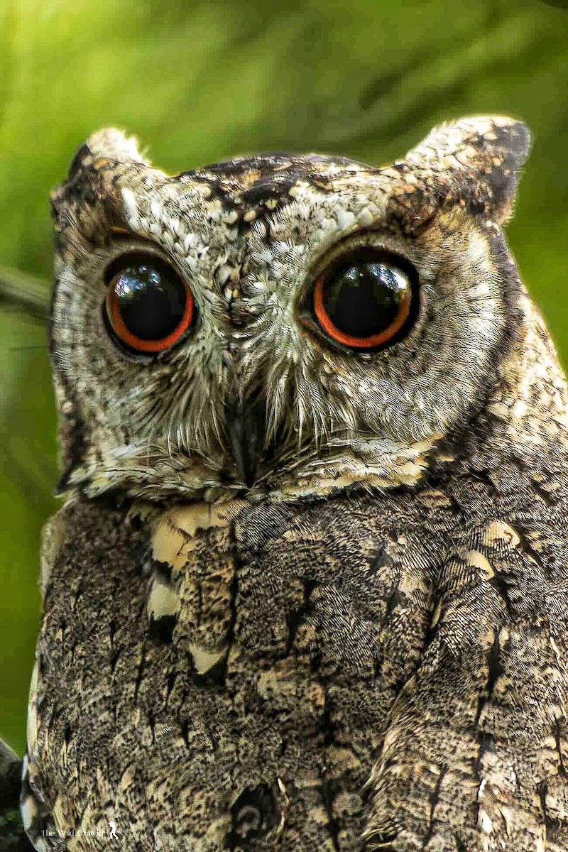 Indian Scops-Owl - Abhijith s