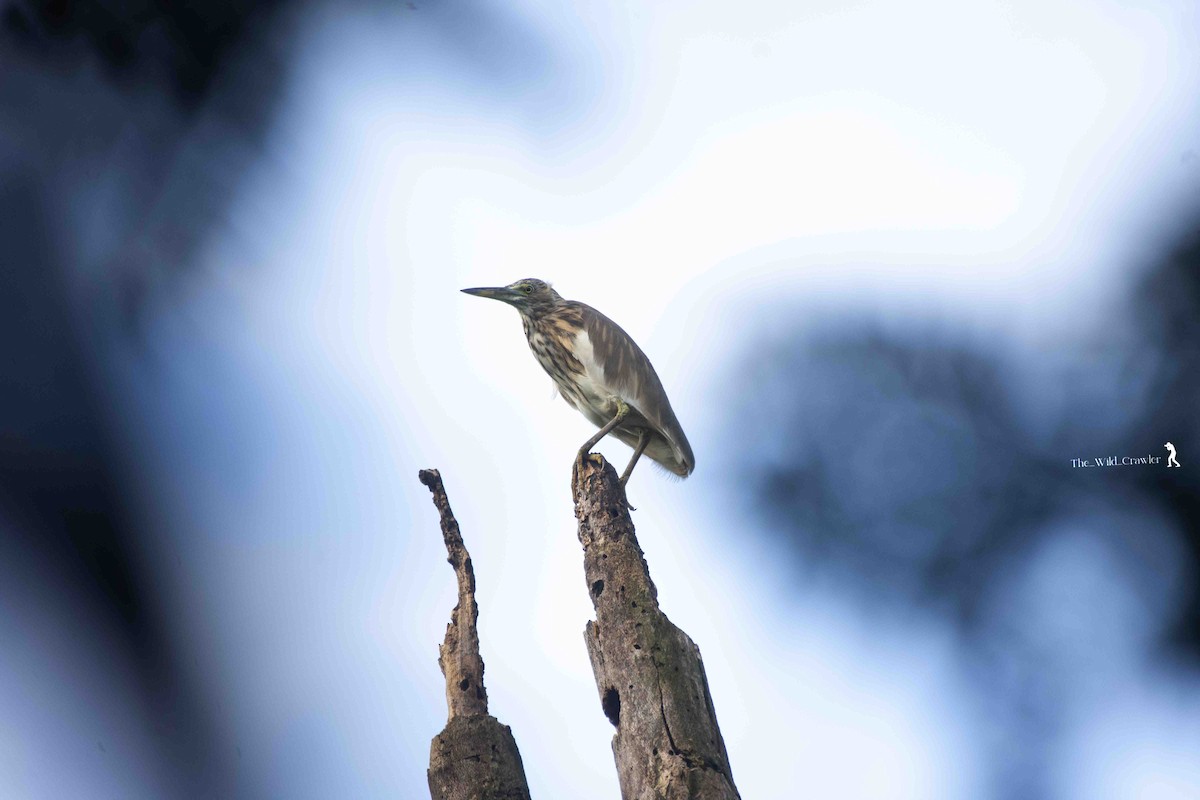 Indian Pond-Heron - ML624032265