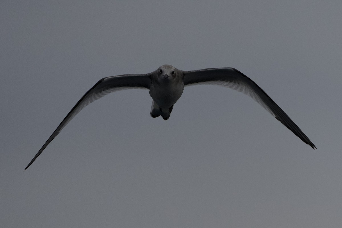 Sabine's Gull - Donald Estep