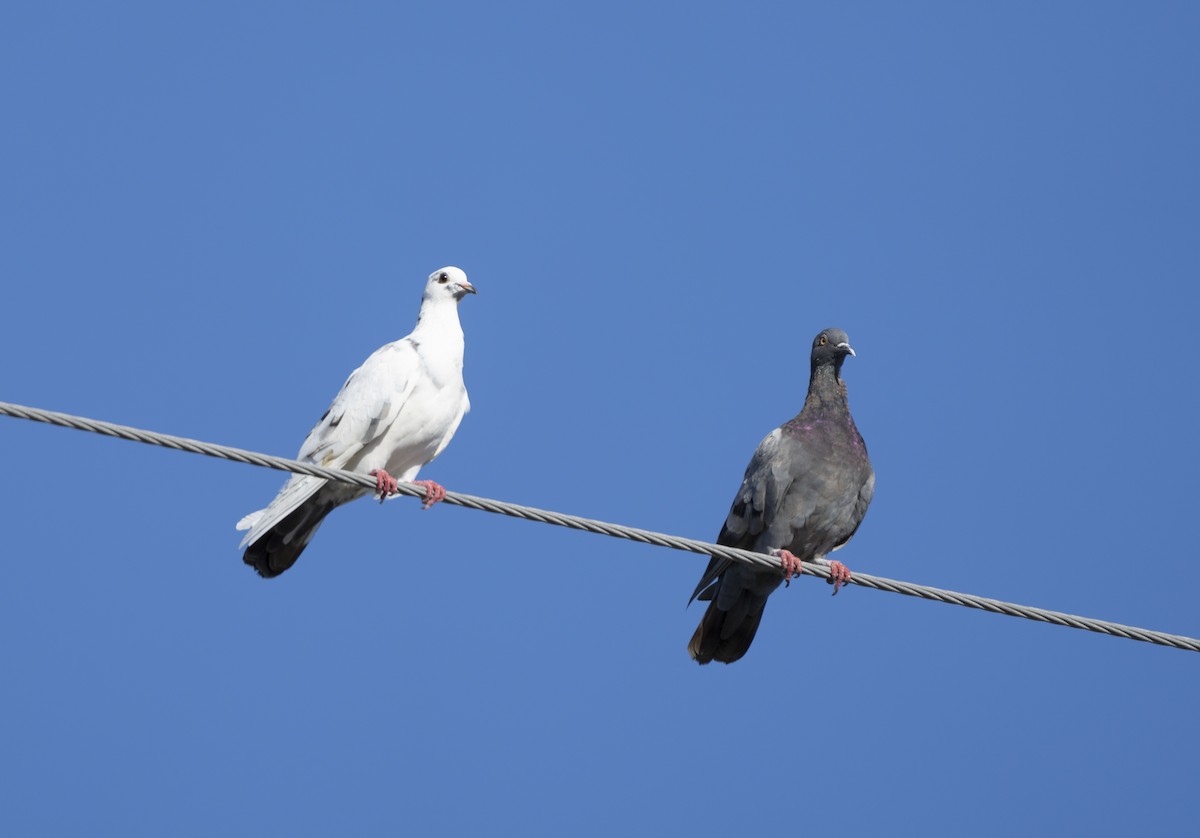 Rock Pigeon (Feral Pigeon) - ML624032294