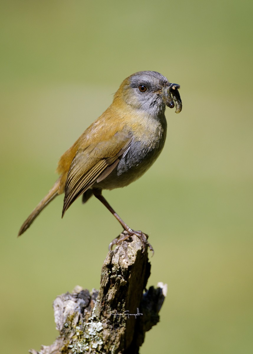 Black-billed Nightingale-Thrush - ML624032312