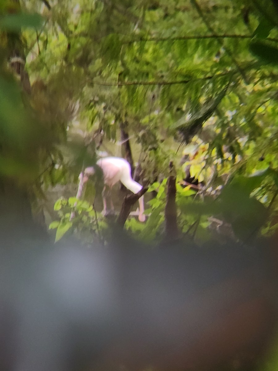 Roseate Spoonbill - ML624032316