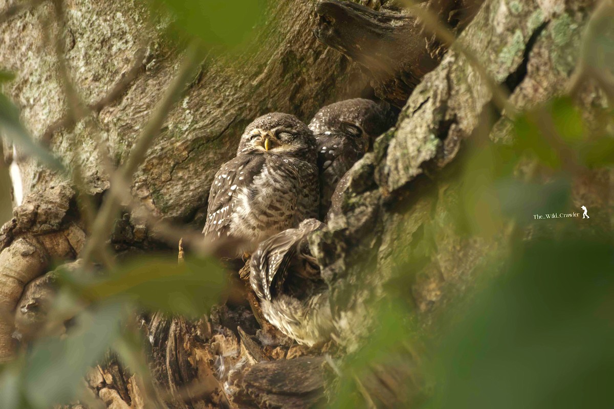 Spotted Owlet - ML624032321