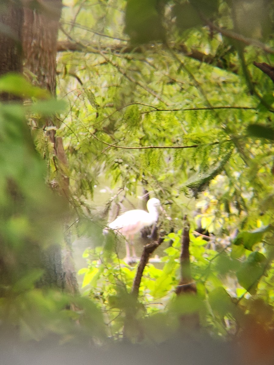 Roseate Spoonbill - ML624032332