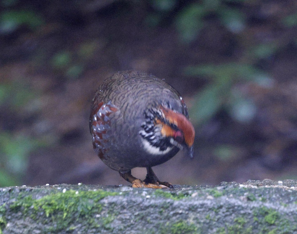 Hill Partridge - ML624032342