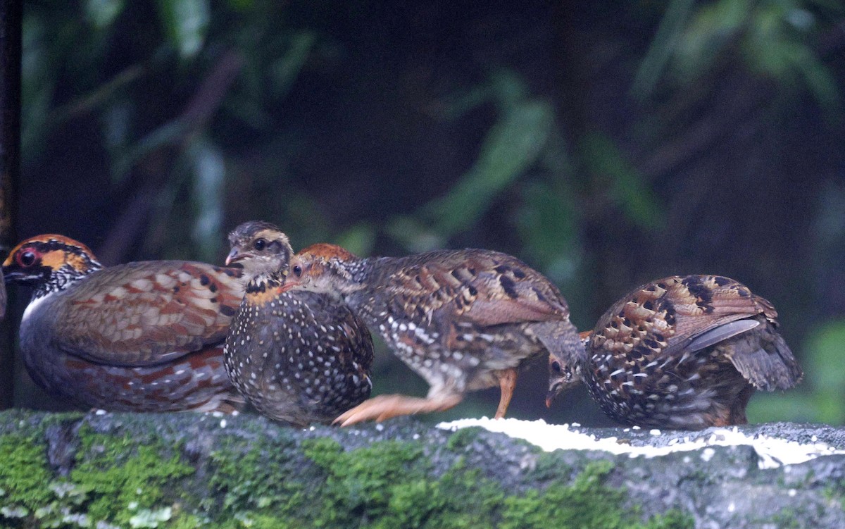 Hill Partridge - ML624032344