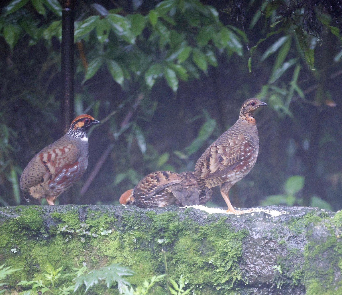 Hill Partridge - ML624032346