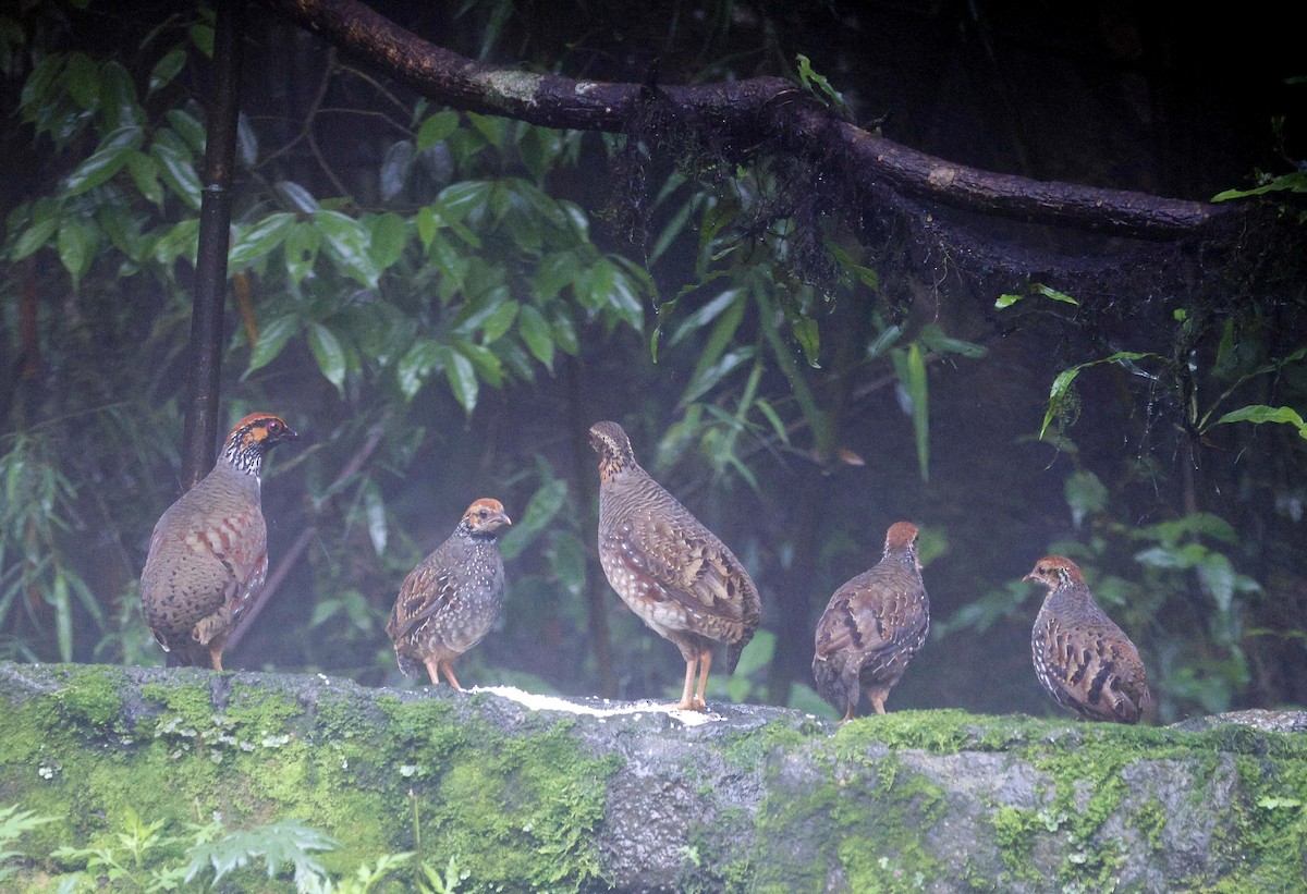 Hill Partridge - Kalpesh Gaitonde