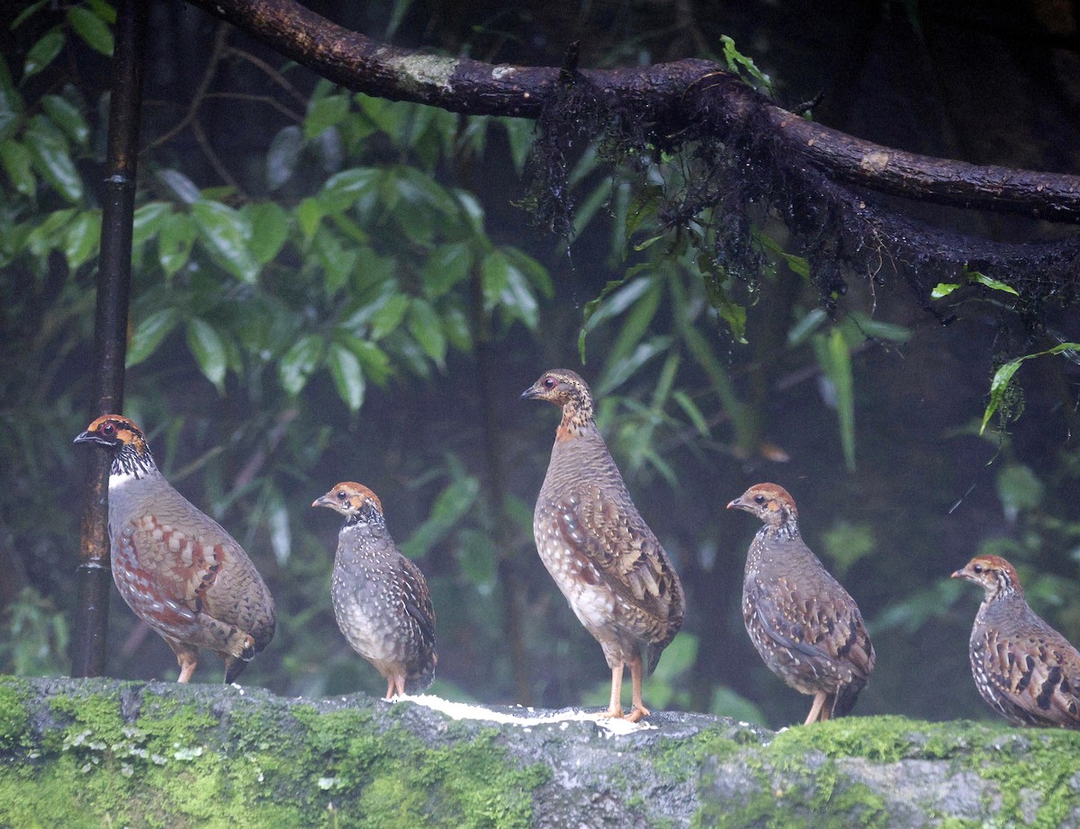 Hill Partridge - ML624032349