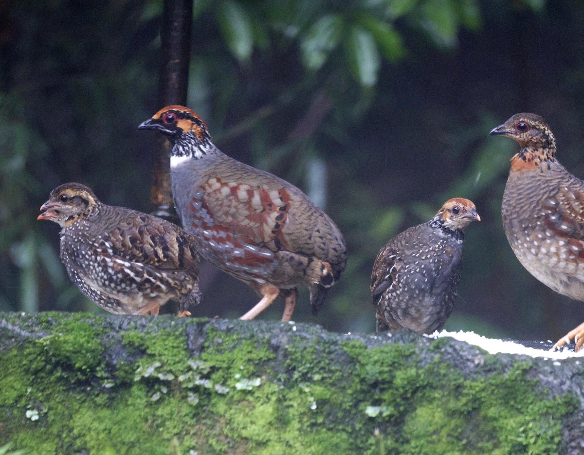 Hill Partridge - ML624032350