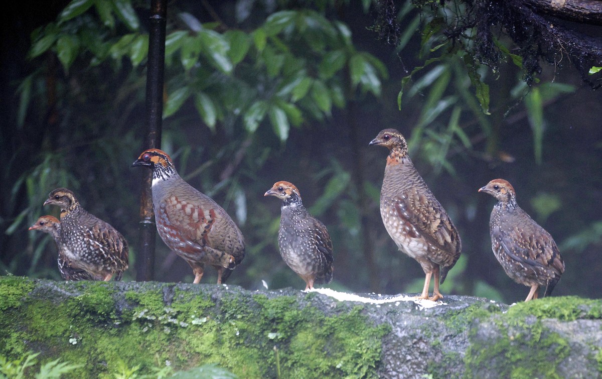 Hill Partridge - ML624032351