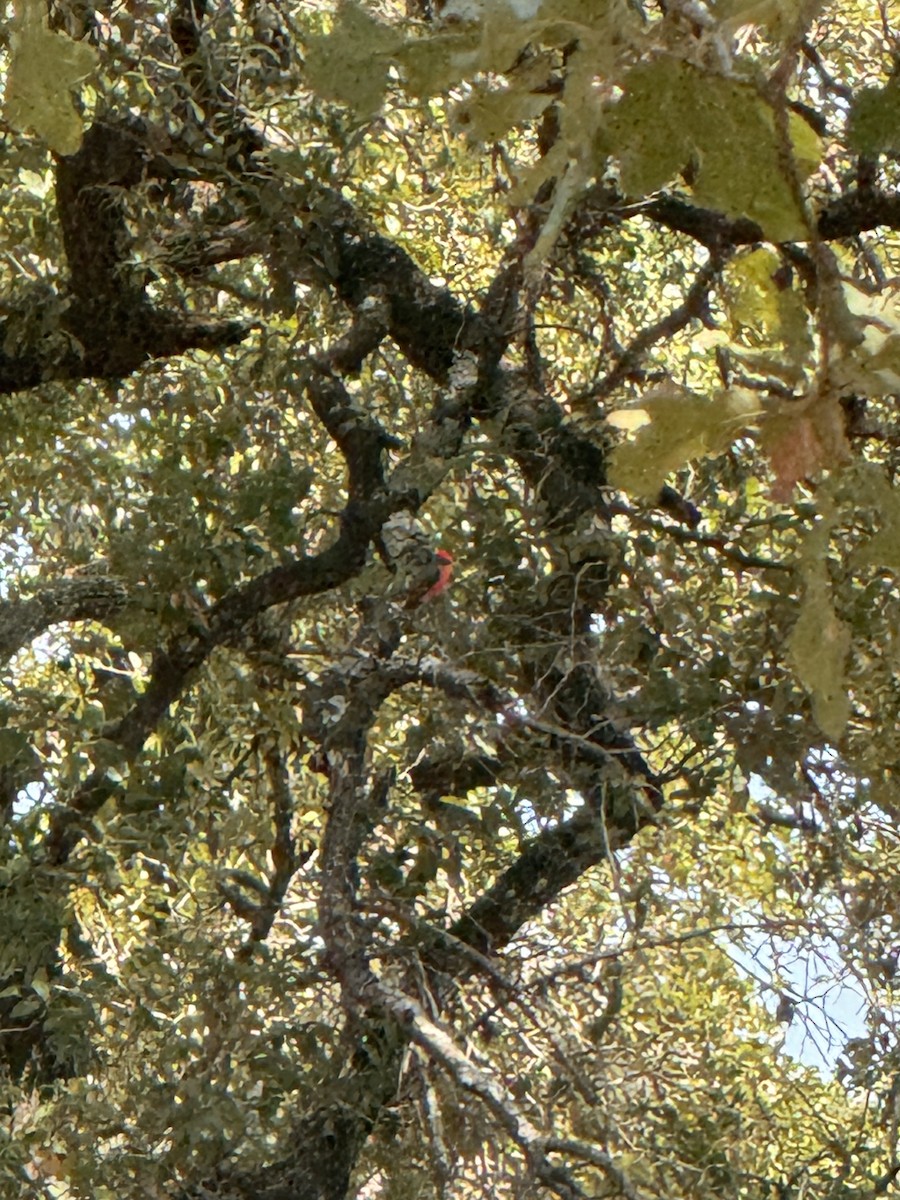 Vermilion Flycatcher - ML624032357