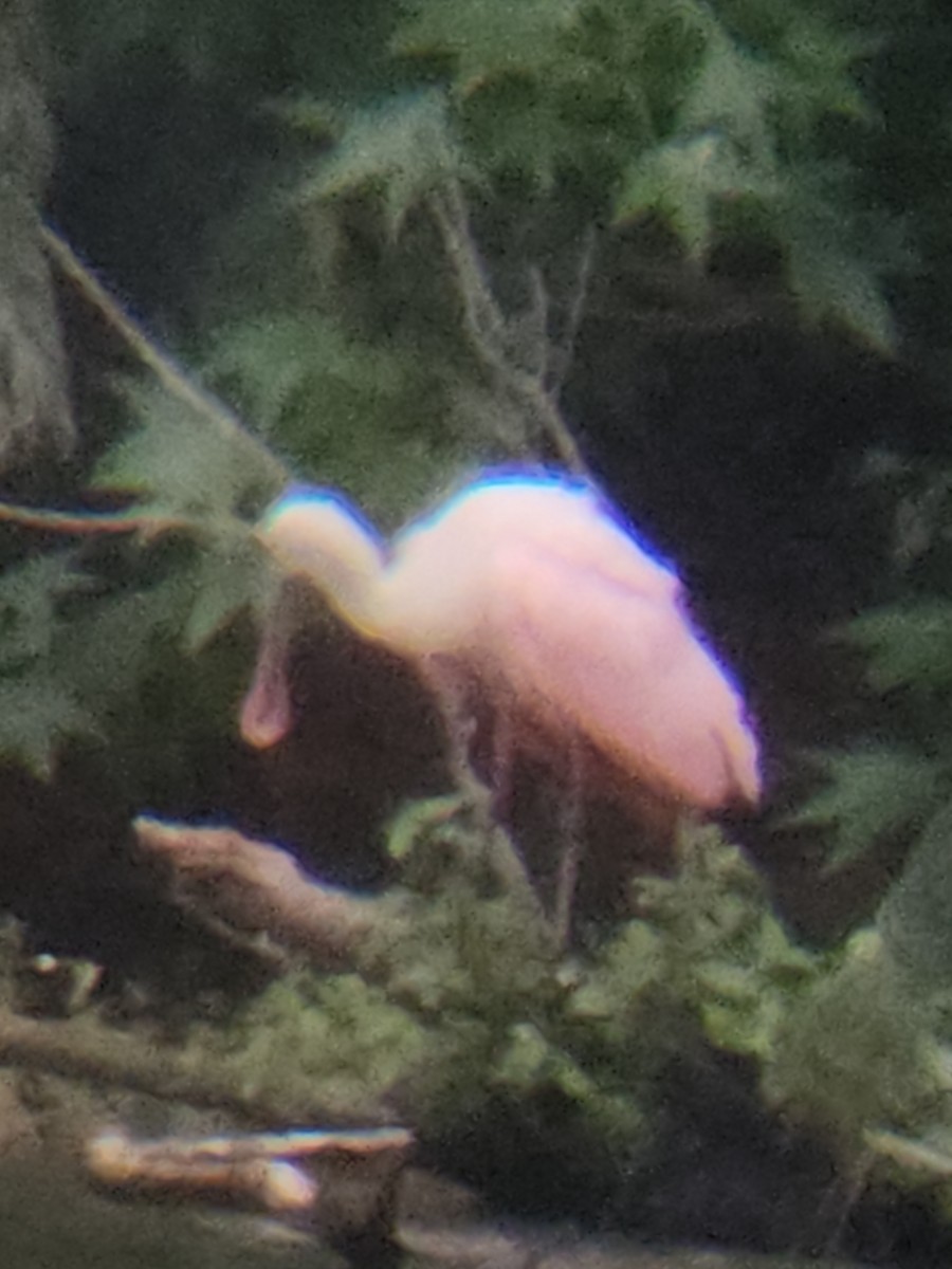 Roseate Spoonbill - Brandon Reed