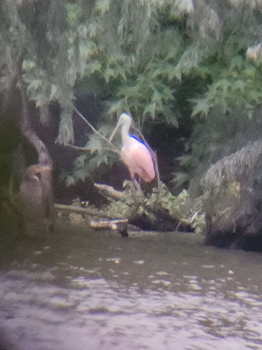 Roseate Spoonbill - ML624032381