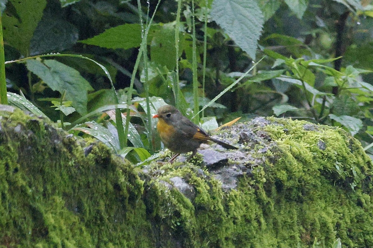 Red-billed Leiothrix - ML624032397