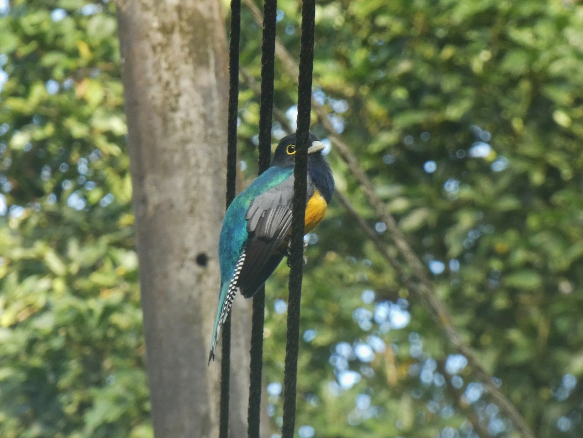 trogon podvazkový - ML624032403