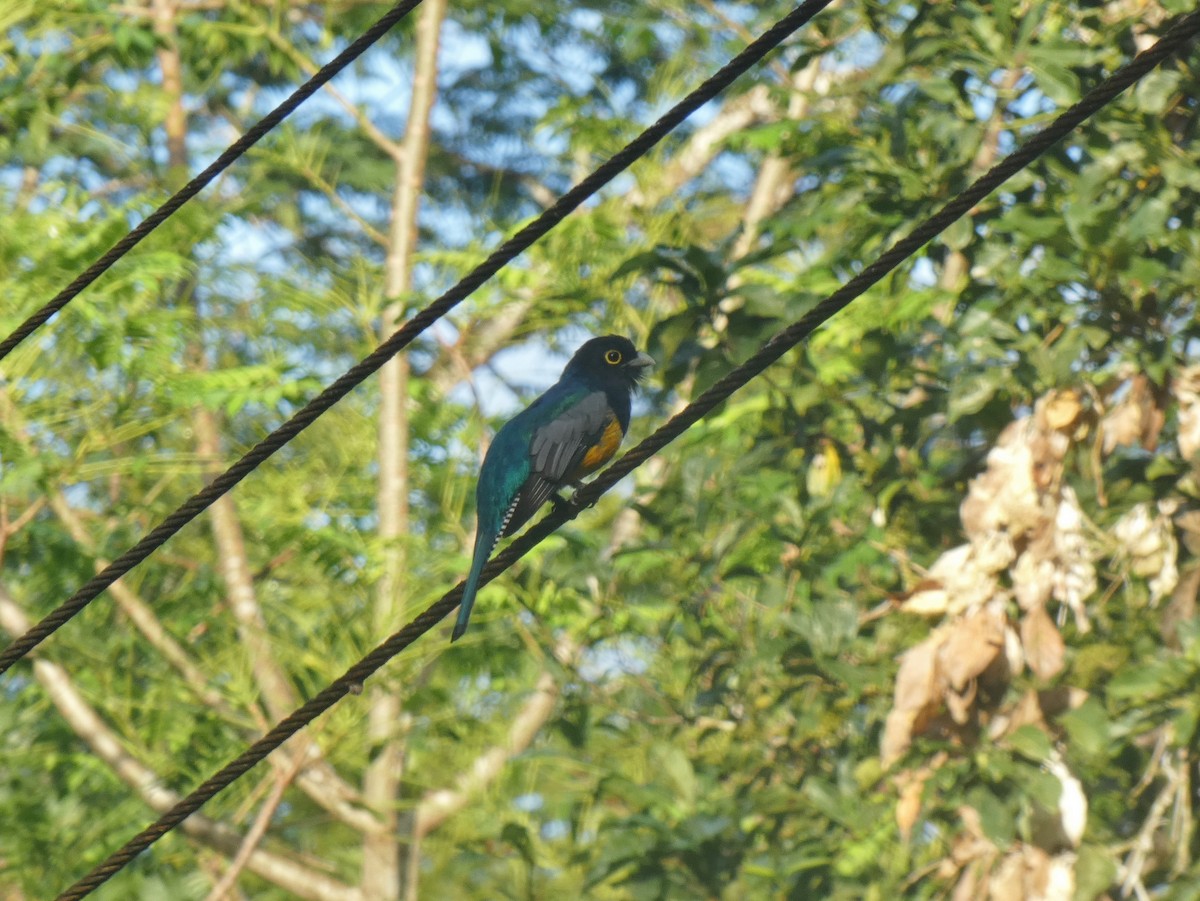 trogon podvazkový - ML624032404