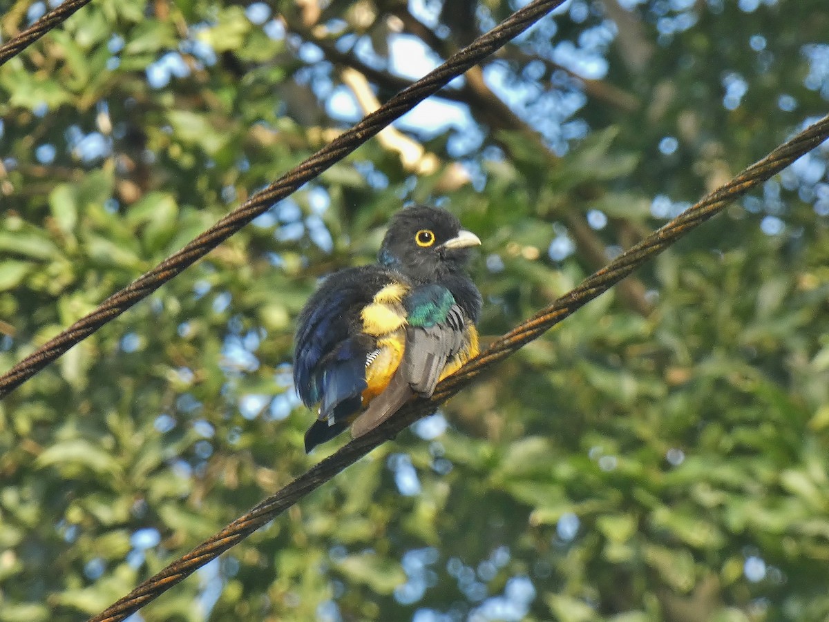 trogon podvazkový - ML624032464