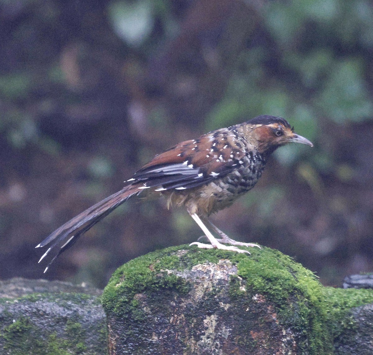 Spotted Laughingthrush - Kalpesh Gaitonde