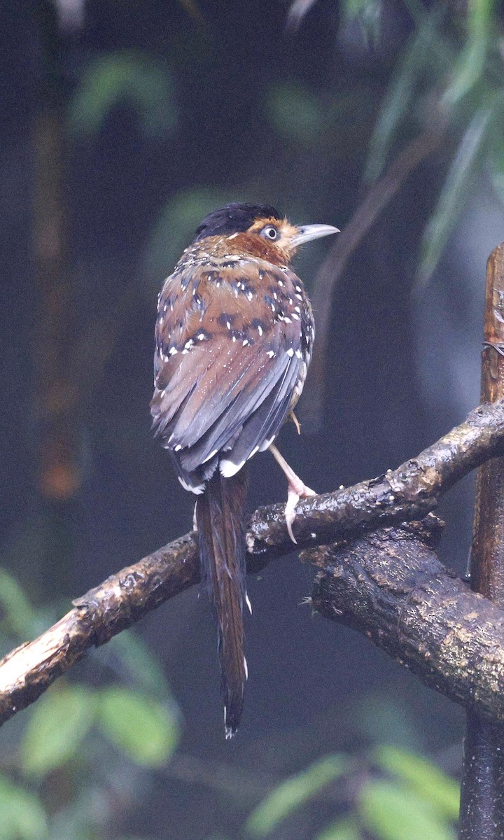 Spotted Laughingthrush - Kalpesh Gaitonde