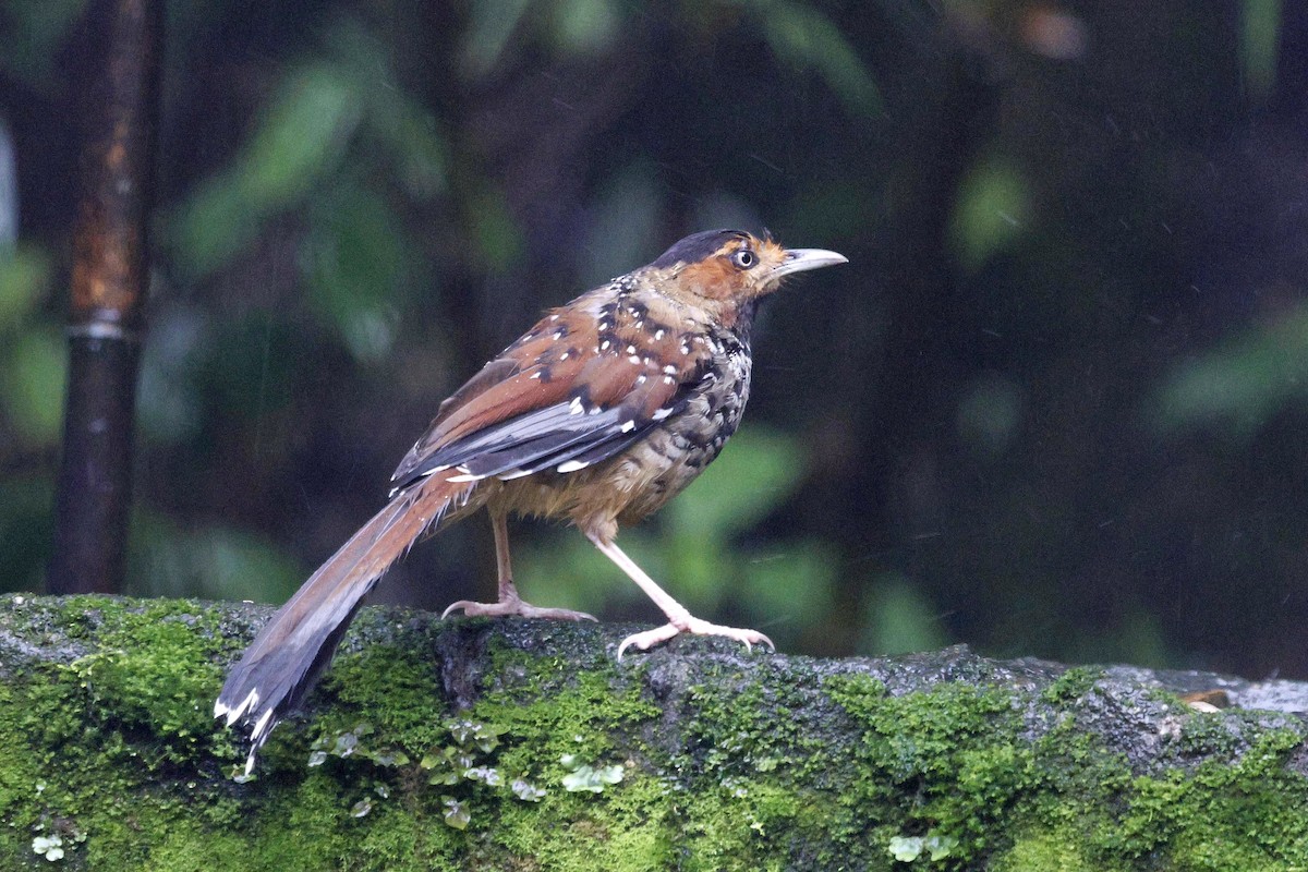 Spotted Laughingthrush - Kalpesh Gaitonde