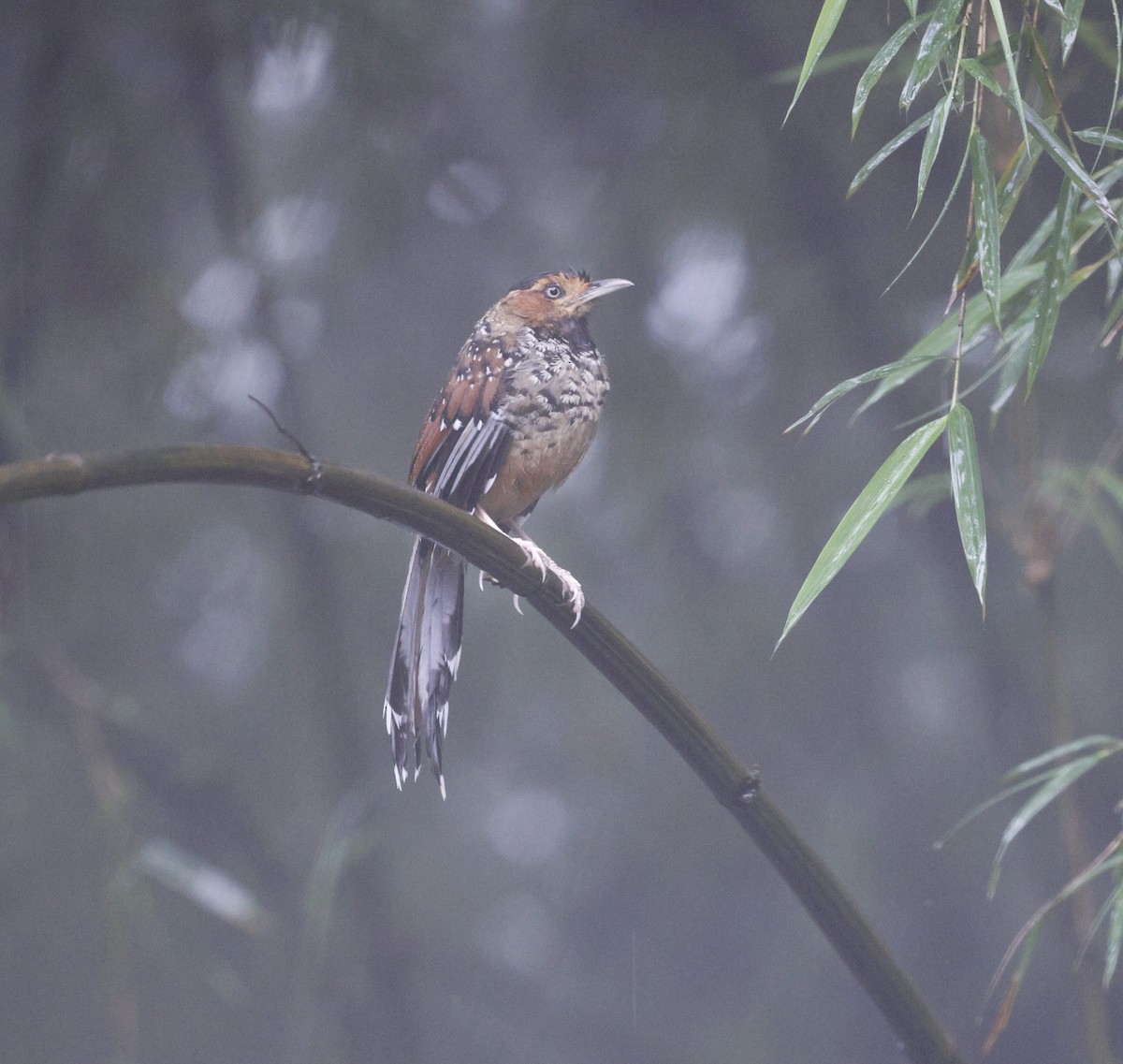 Spotted Laughingthrush - Kalpesh Gaitonde