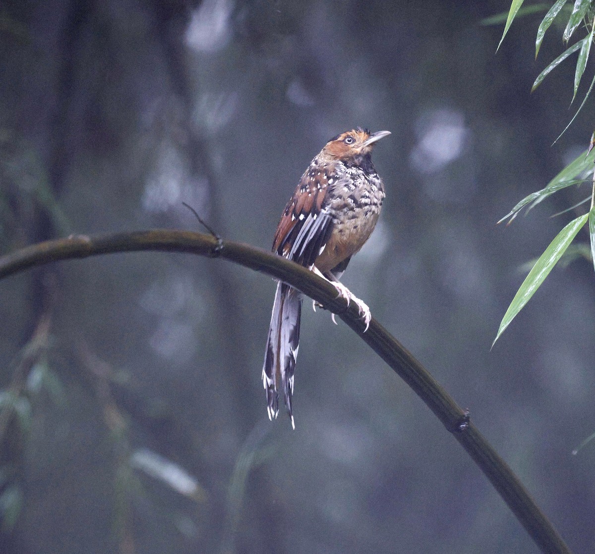 Spotted Laughingthrush - Kalpesh Gaitonde