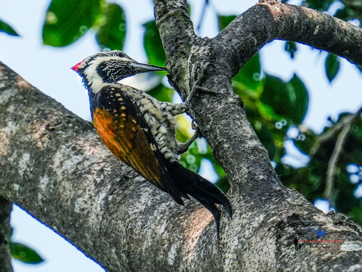 Black-rumped Flameback - ML624032485