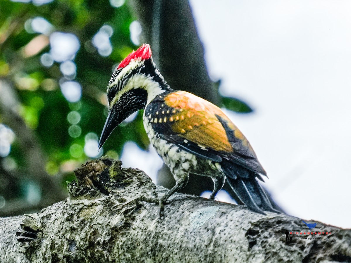 Black-rumped Flameback - ML624032486