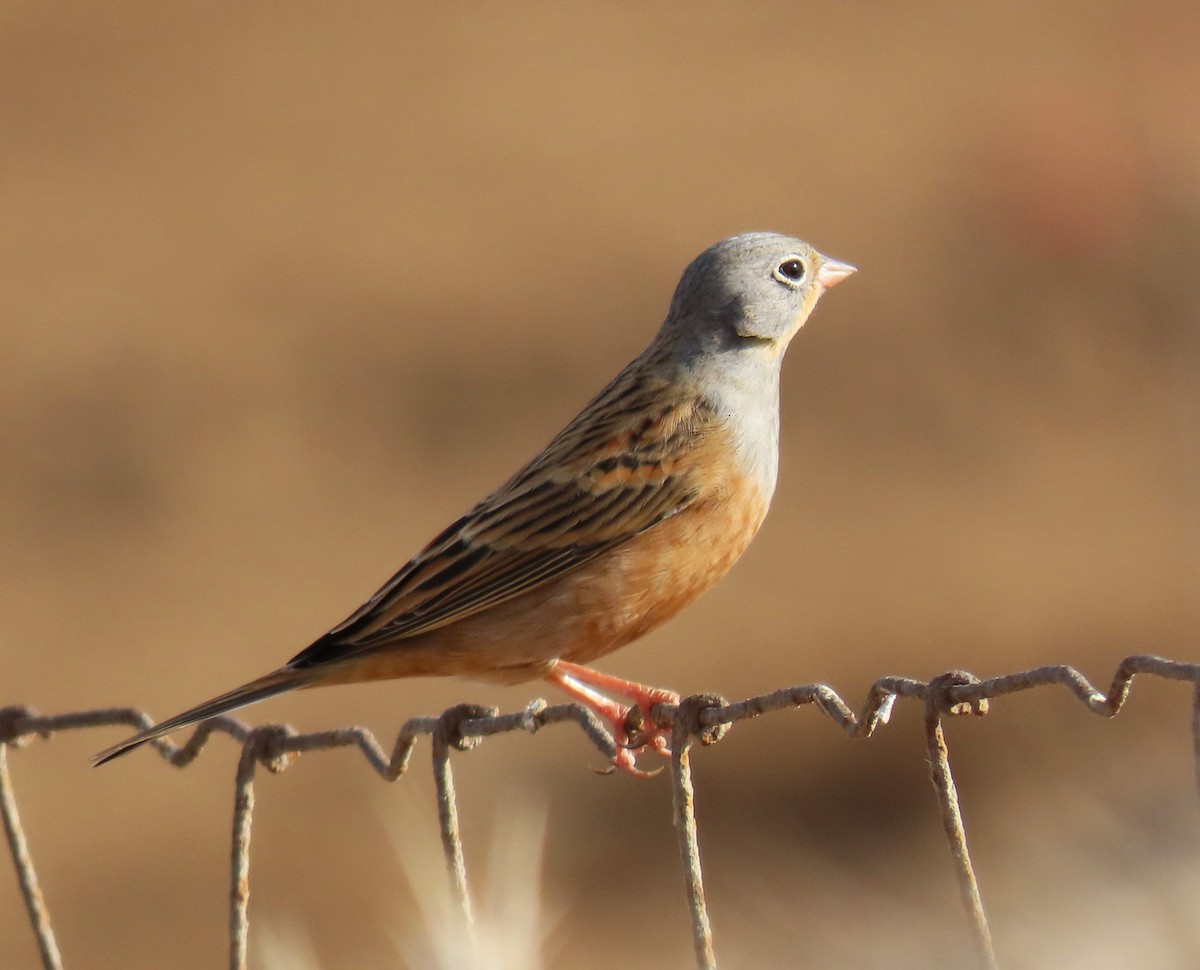 Cretzschmar's Bunting - ML624032502