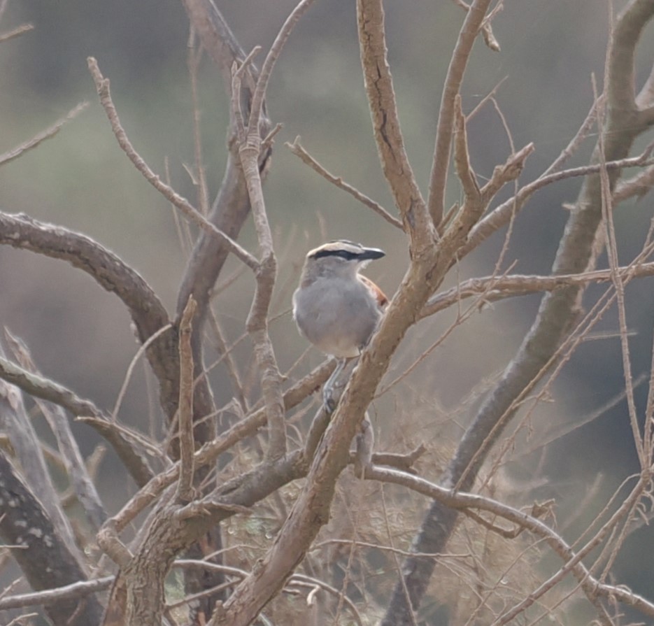 Black-crowned Tchagra - ML624032524