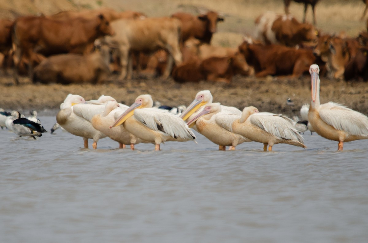 Great White Pelican - ML624032543