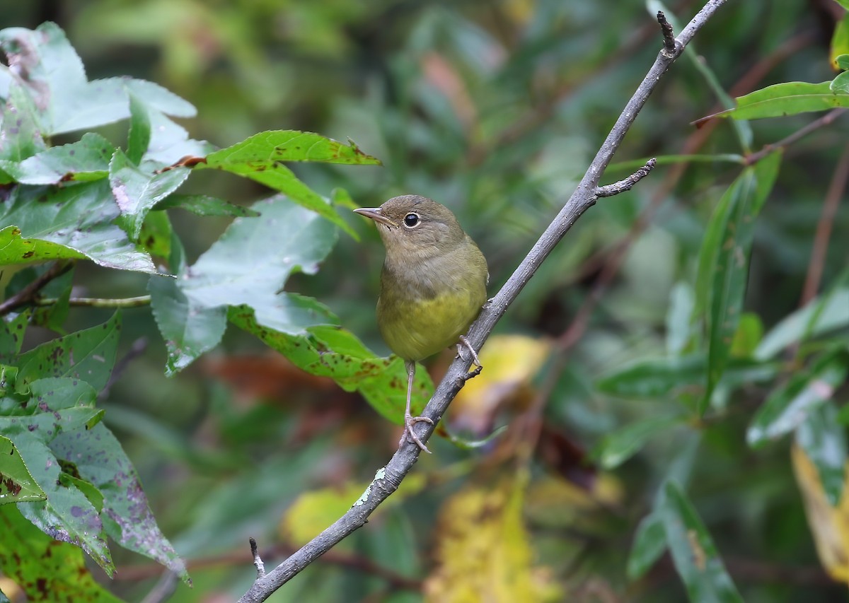 Connecticut Warbler - Evan Pannkuk