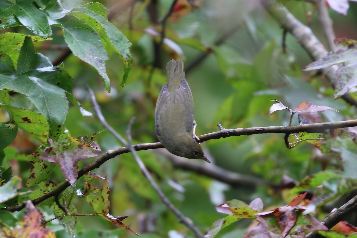 Connecticut Warbler - Evan Pannkuk