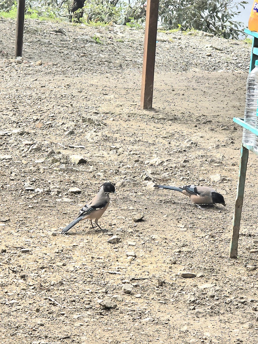 Black-headed Jay - ML624032600