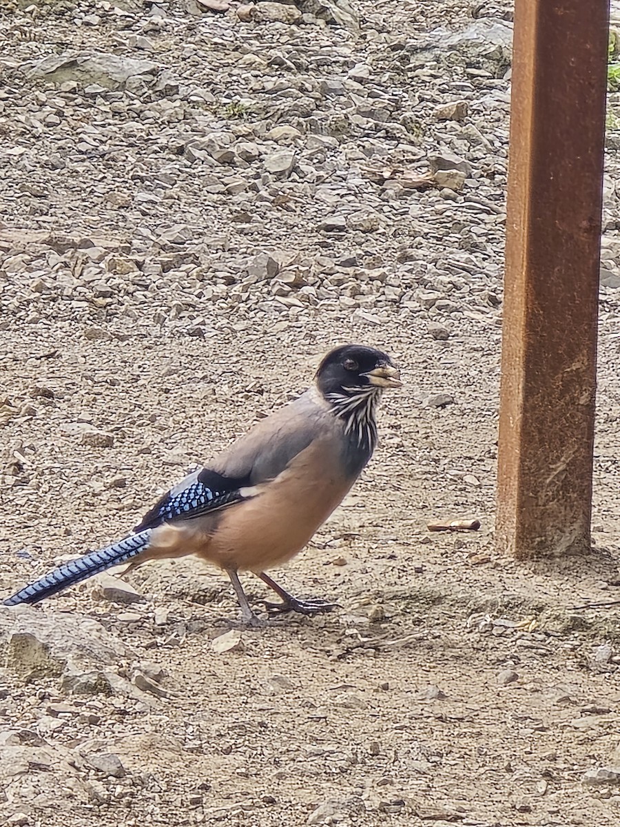 Black-headed Jay - ML624032601