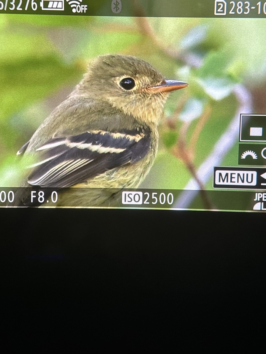 Yellow-bellied Flycatcher - ML624032603