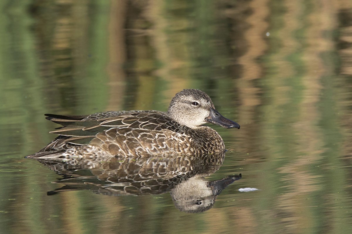 Blue-winged Teal - ML624032605
