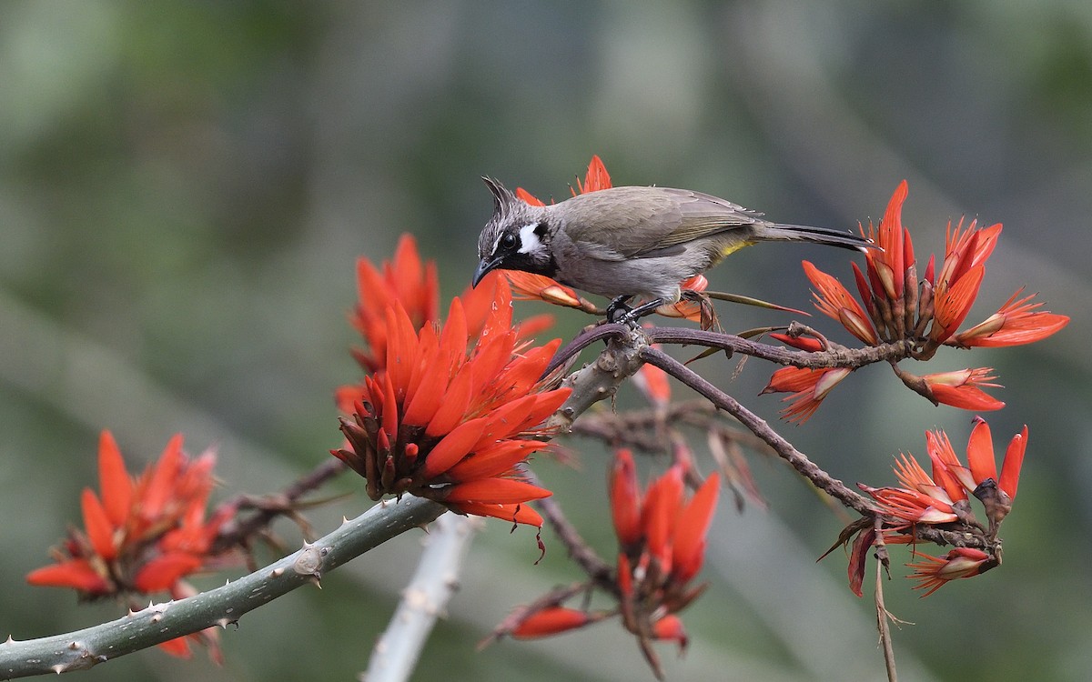 Himalayan Bulbul - ML624032634