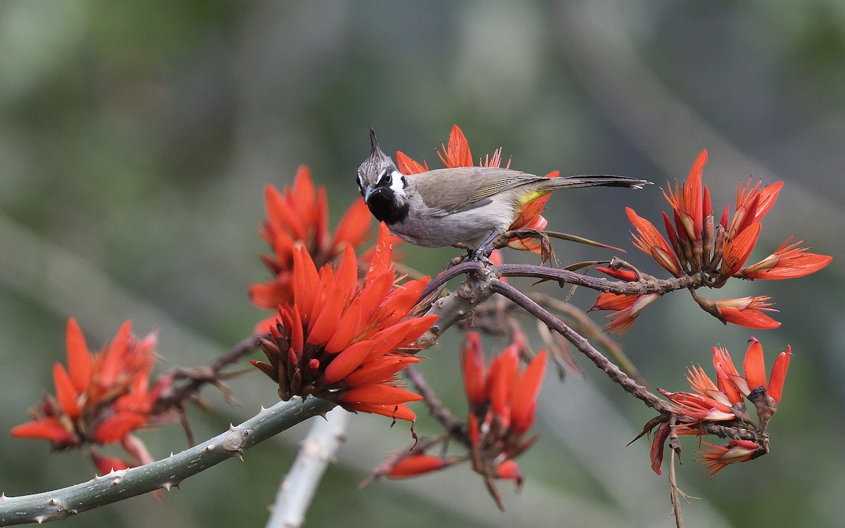 Himalayan Bulbul - ML624032636