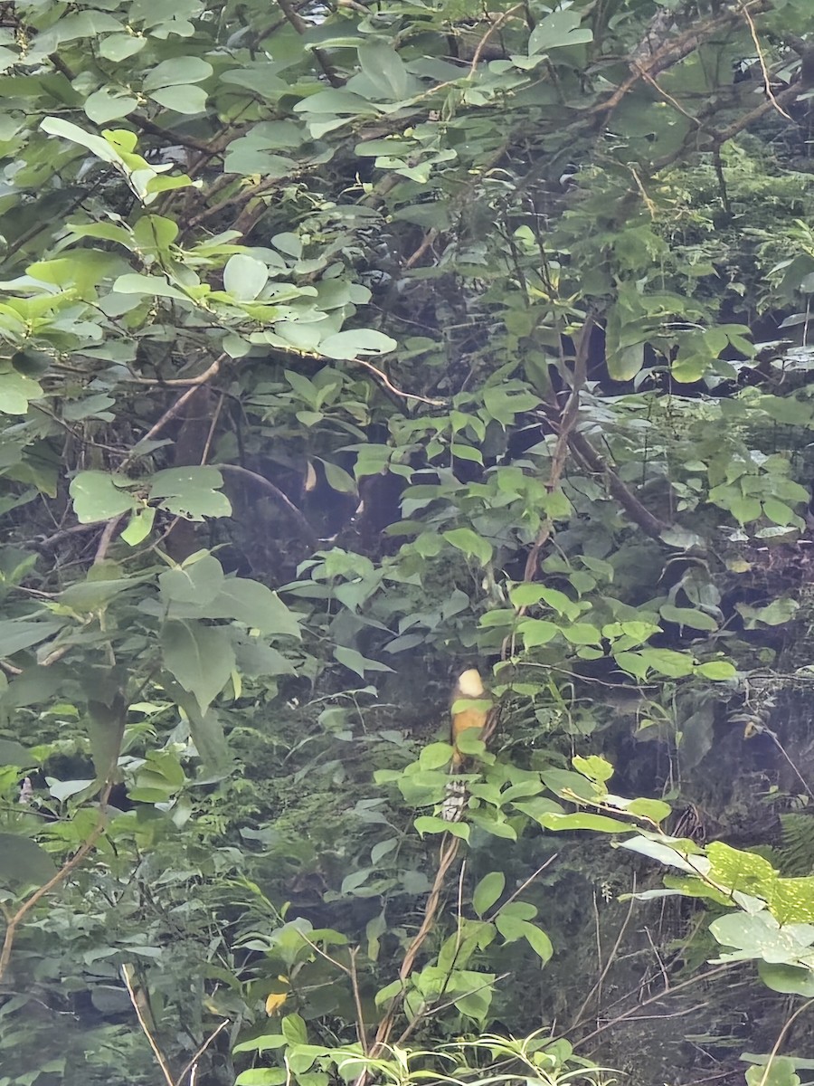 White-throated Laughingthrush - ML624032637